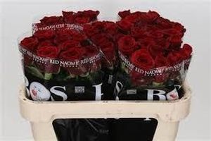 ROSE RED NAOMI 40